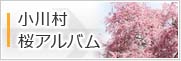 小川村の桜・フォトアルバム