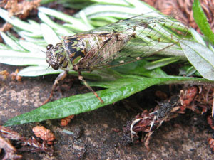 合宿、写真、絵画、音楽