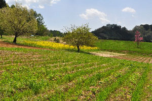 合宿、写真、絵画、音楽