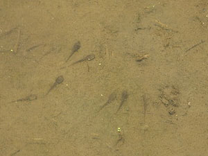 合宿、写真、絵画、音楽