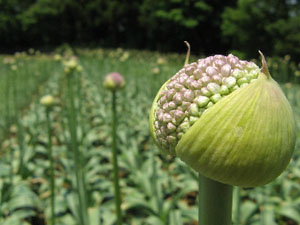 合宿、写真、絵画、音楽