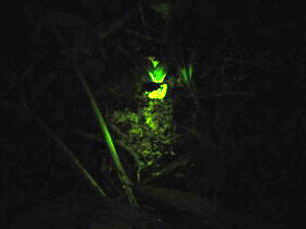 合宿、写真、絵画、音楽