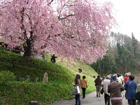 小川村、立屋地区の桜