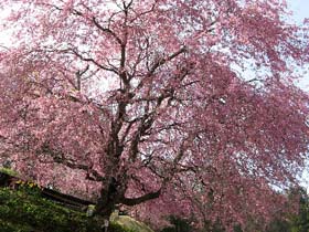 小川村、立屋地区の桜